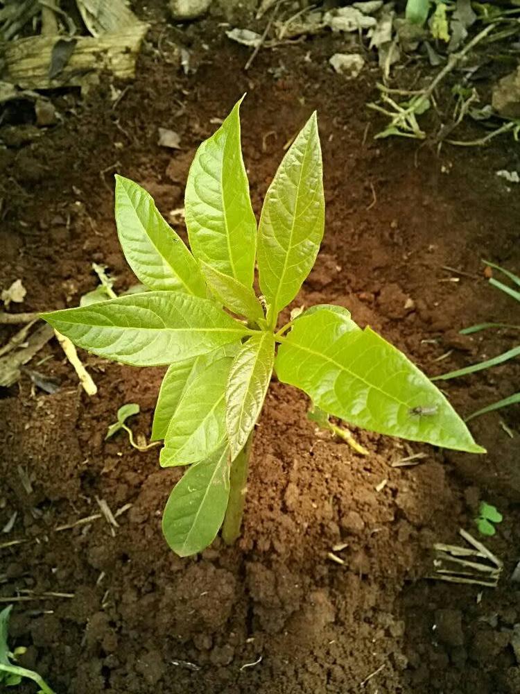 tree image