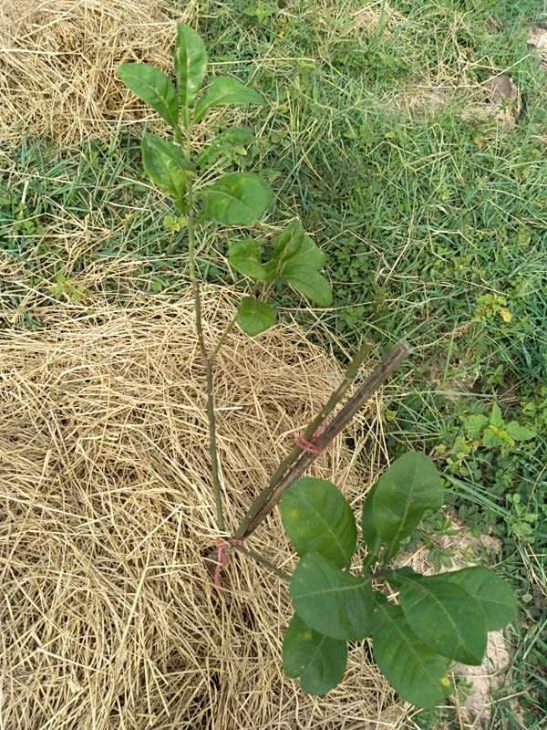 tree image