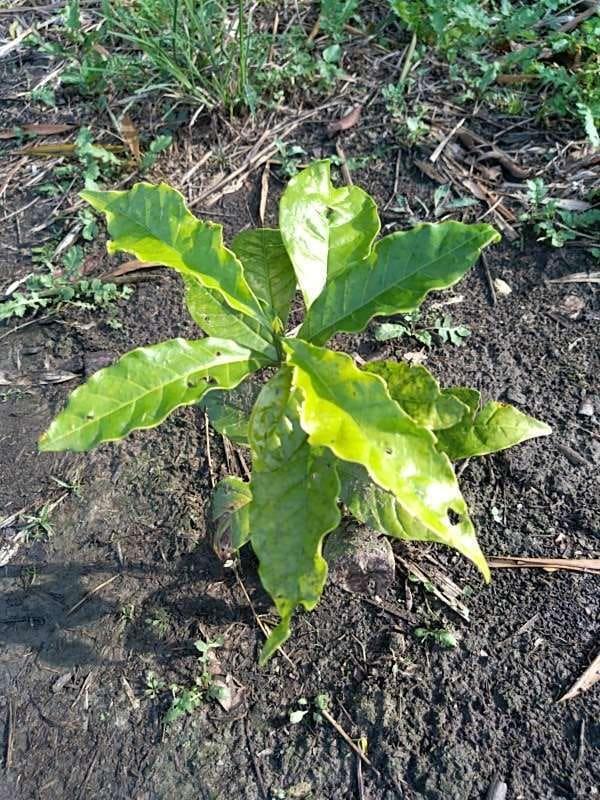 tree image