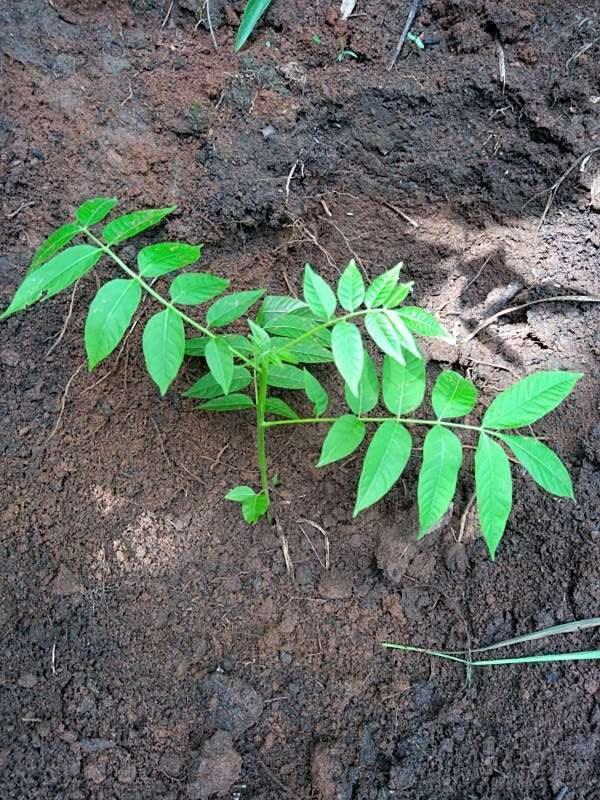 tree image