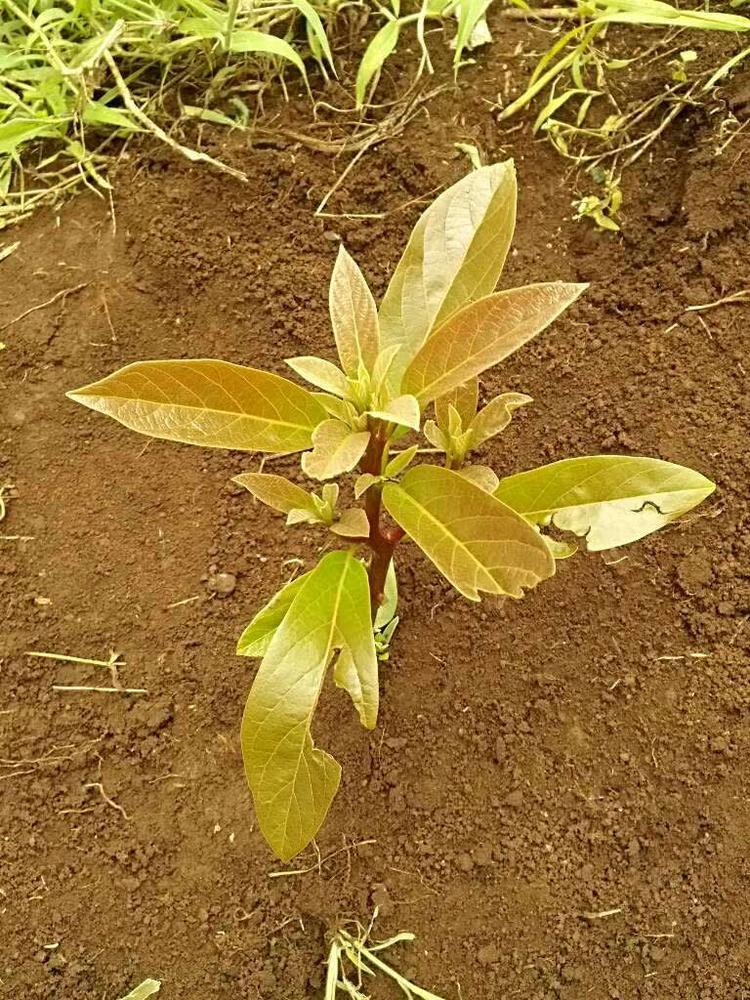 tree image