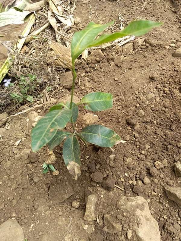 tree image