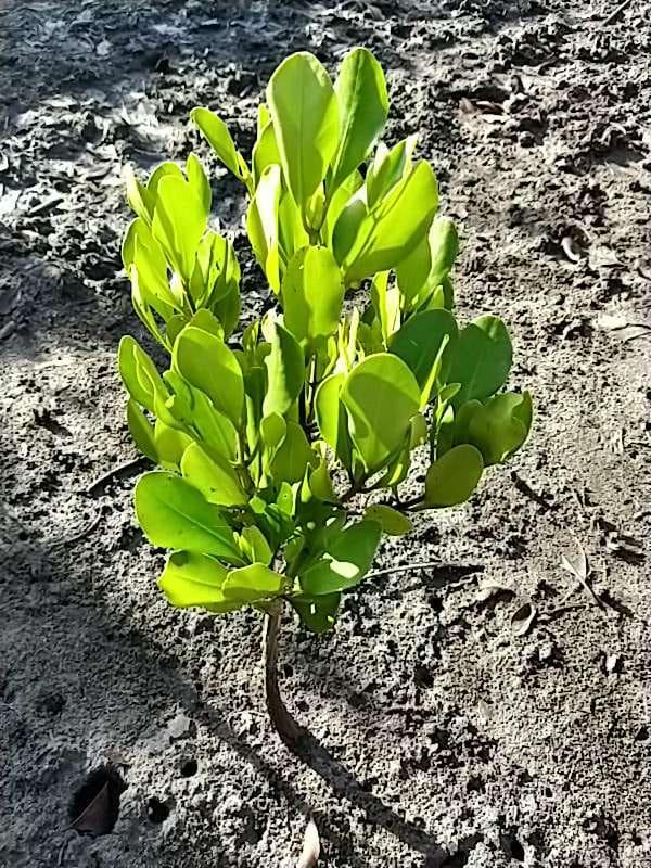 tree image