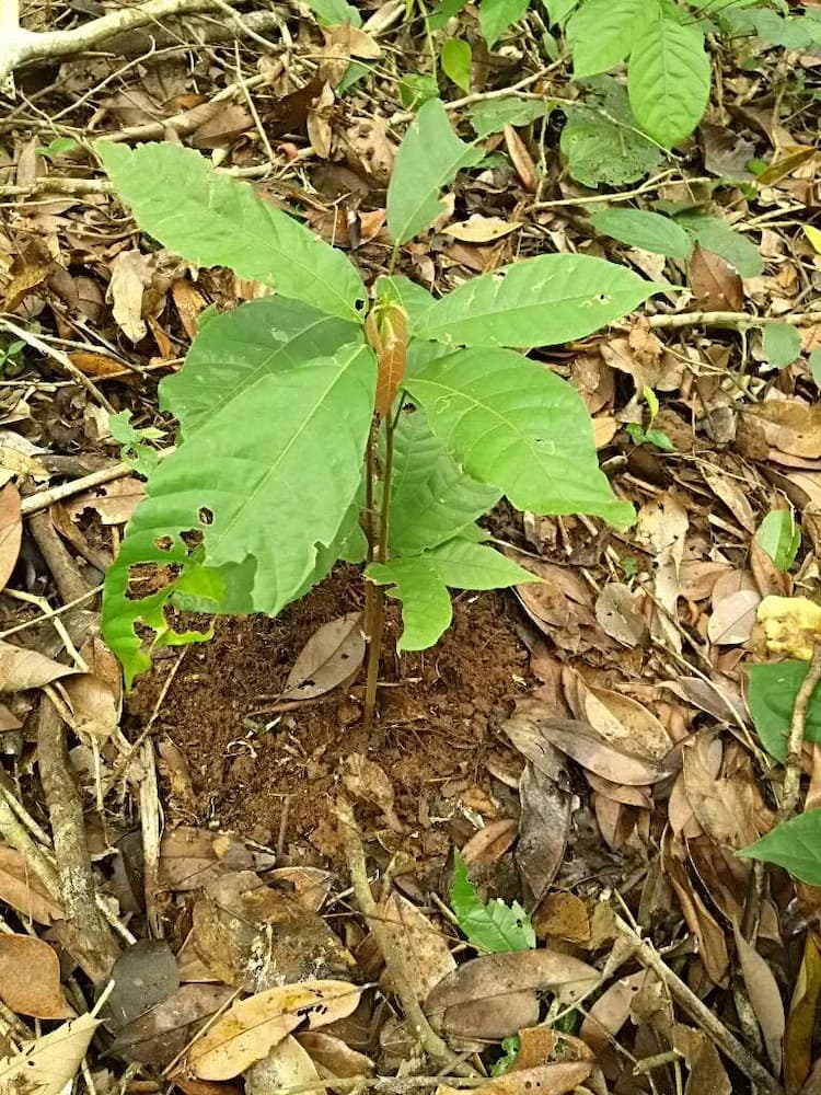 tree image