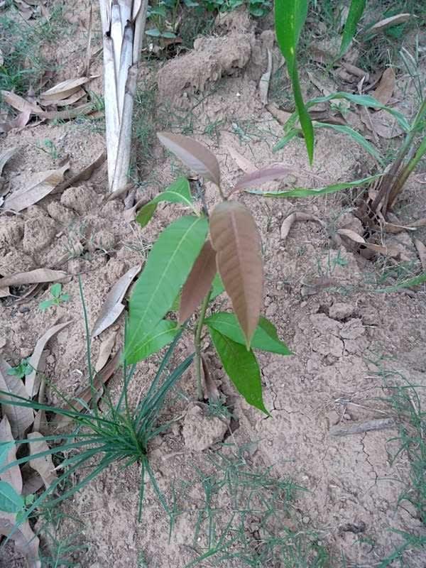 tree image
