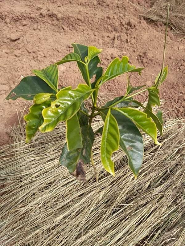 tree image