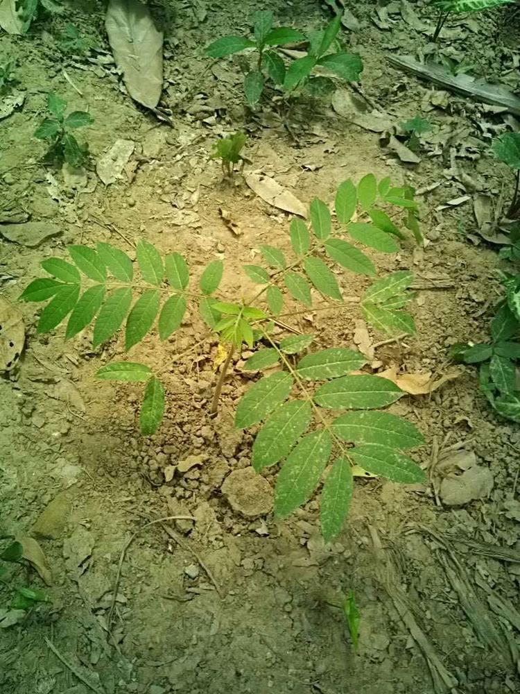 tree image