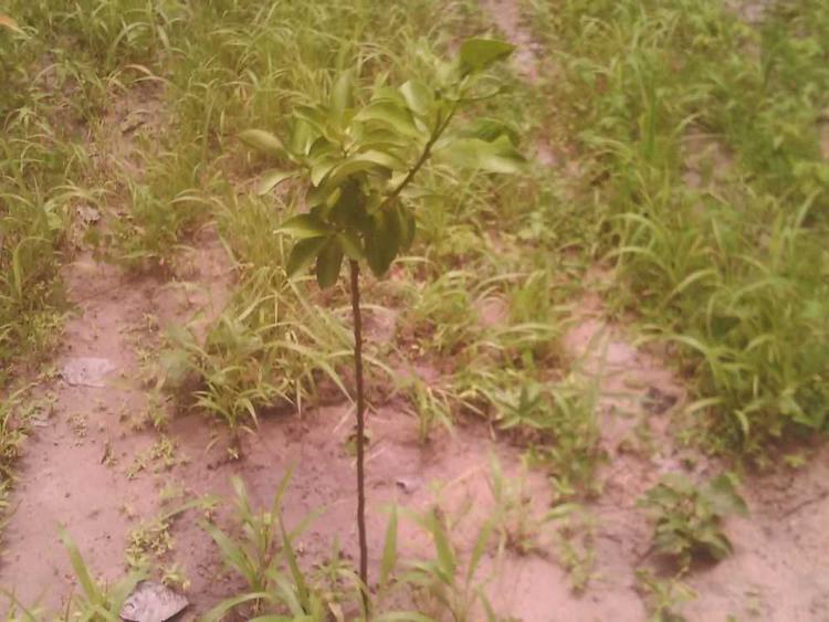 tree image
