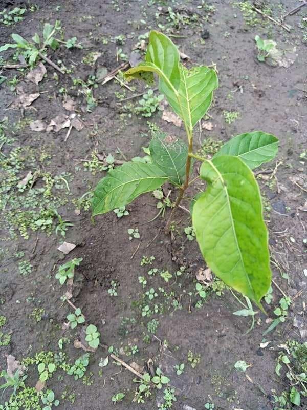 tree image