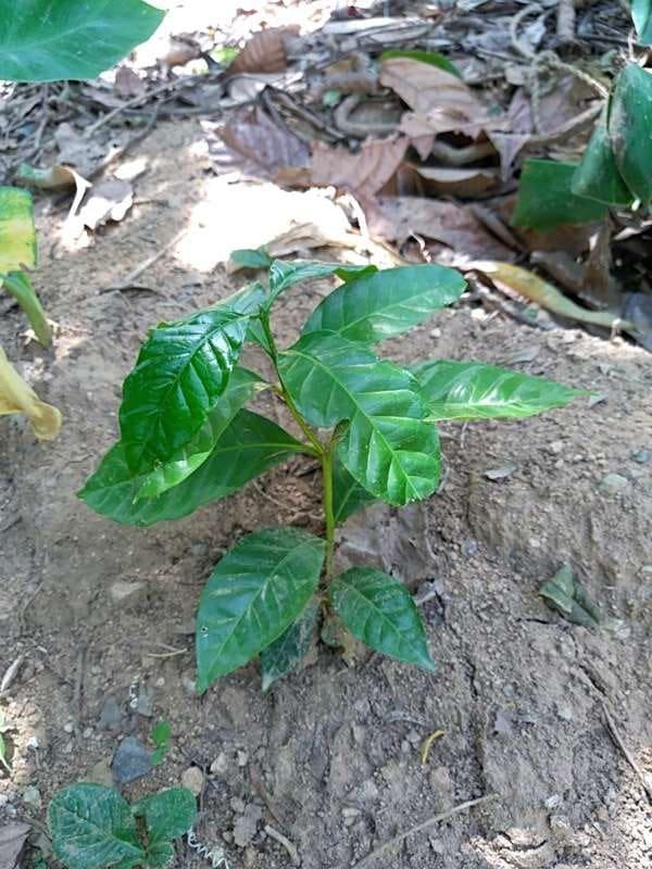 tree image