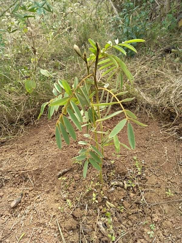 tree image