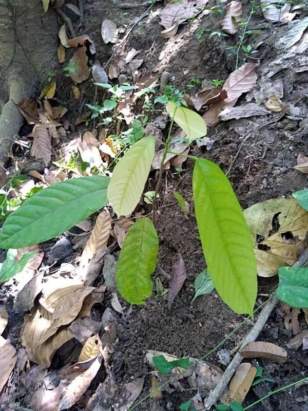 tree image