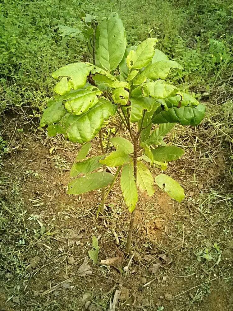 tree image