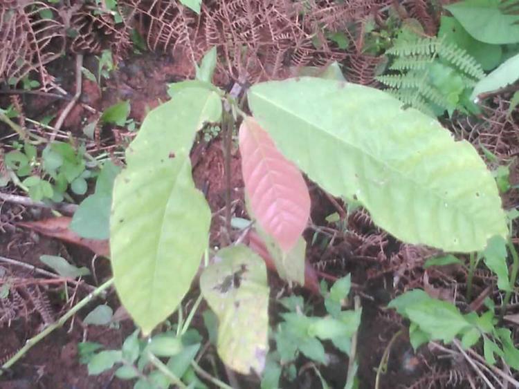 tree image