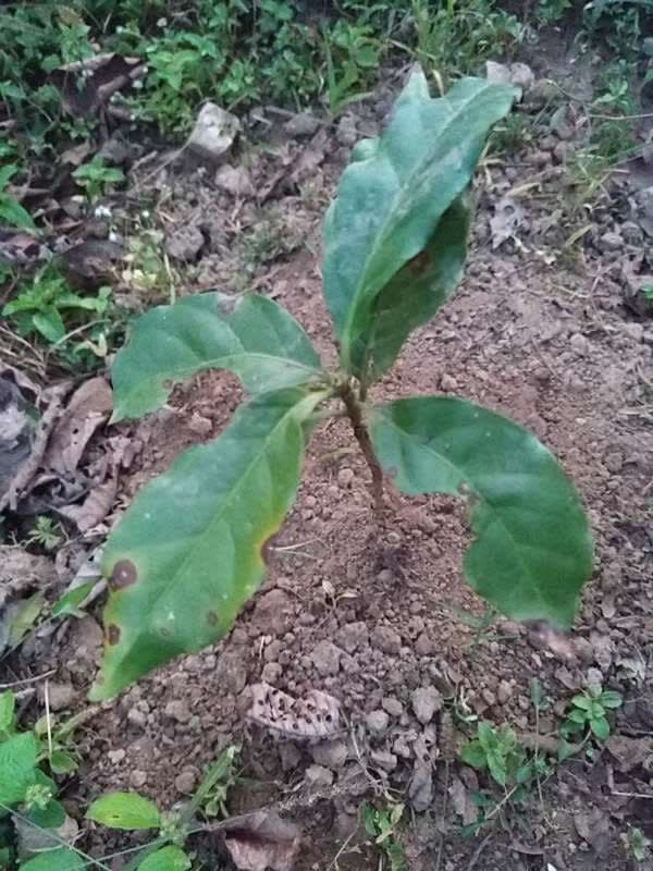 tree image