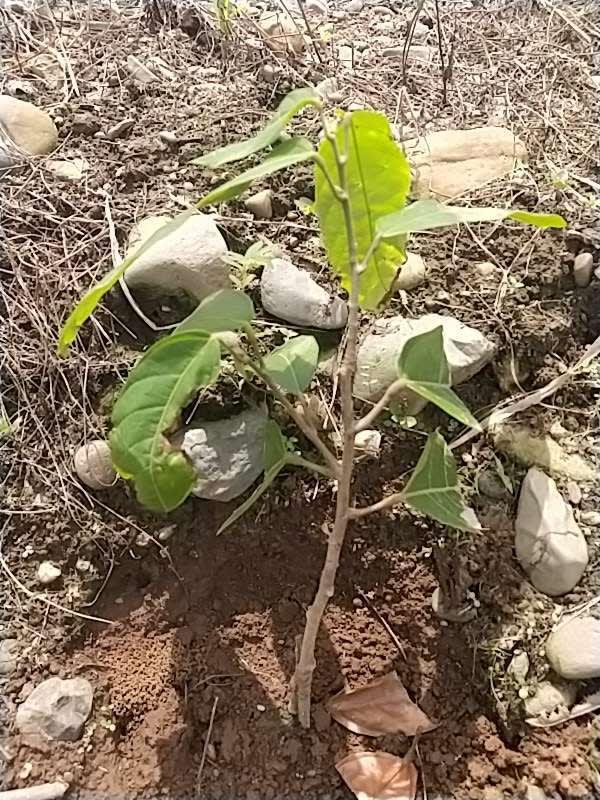 tree image