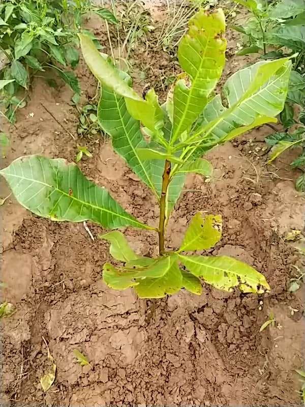 tree image