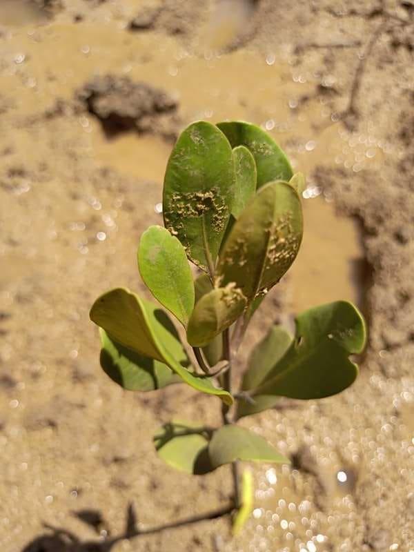 tree image