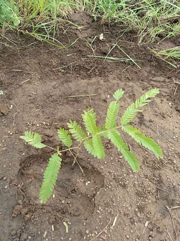 tree image