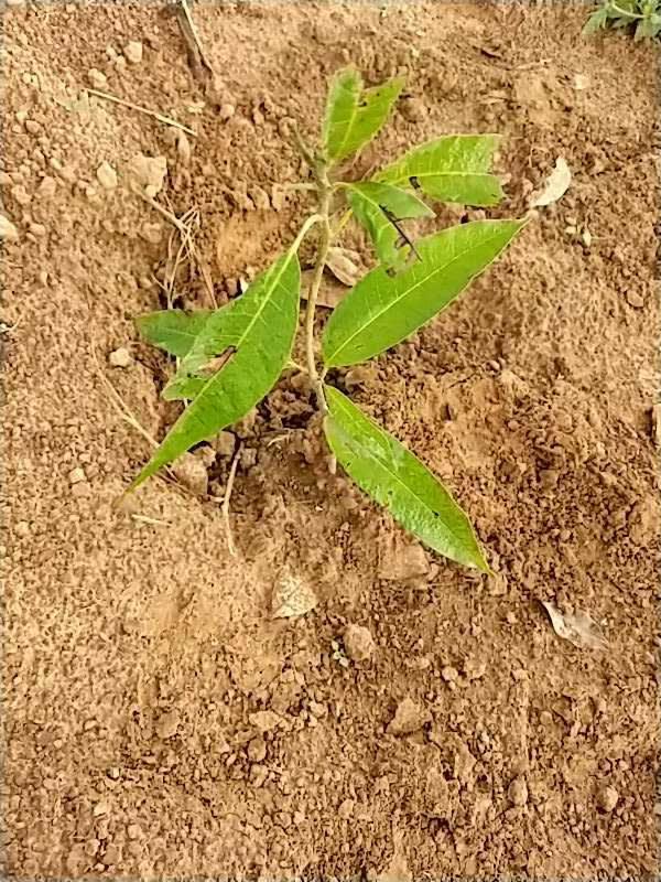 tree image