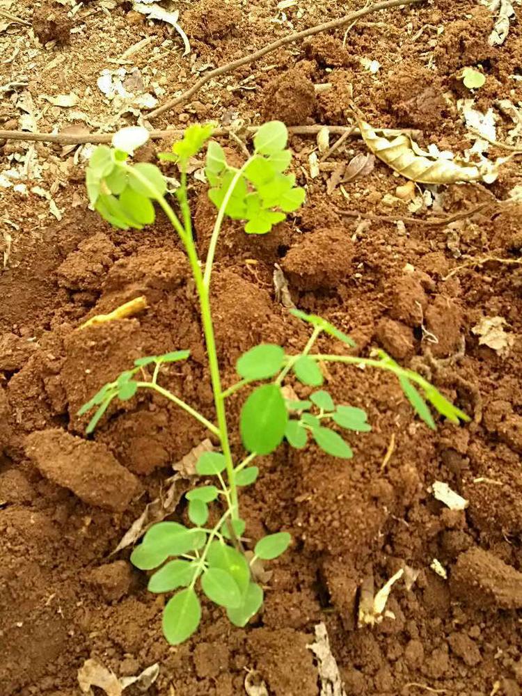 tree image