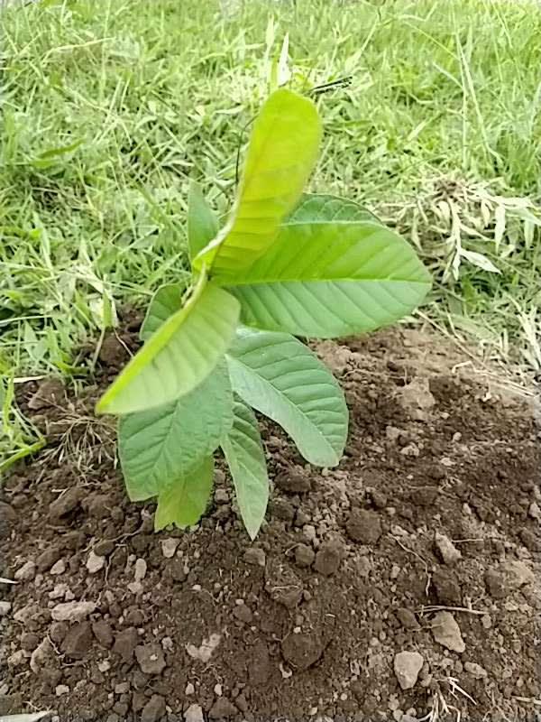 tree image