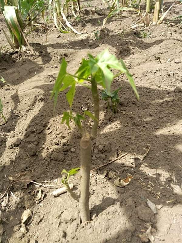 tree image