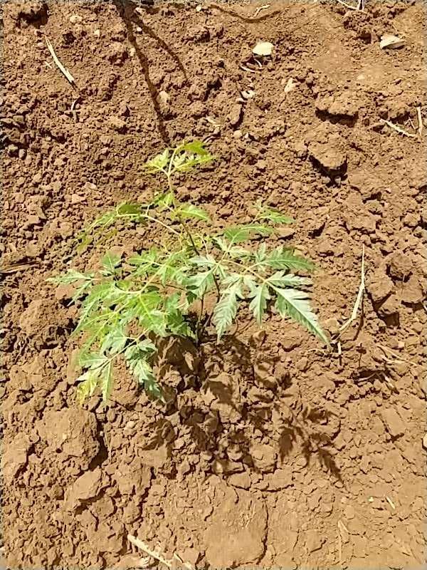 tree image