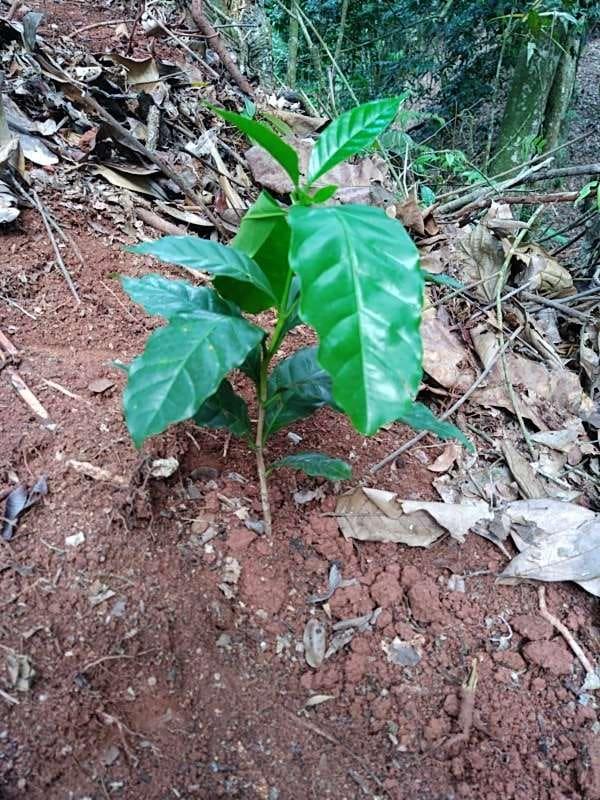 tree image