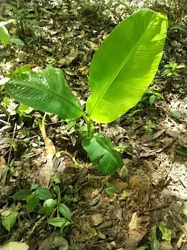tree image