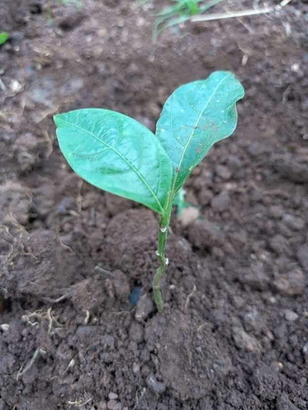 tree image
