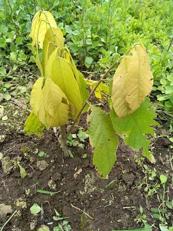 tree image