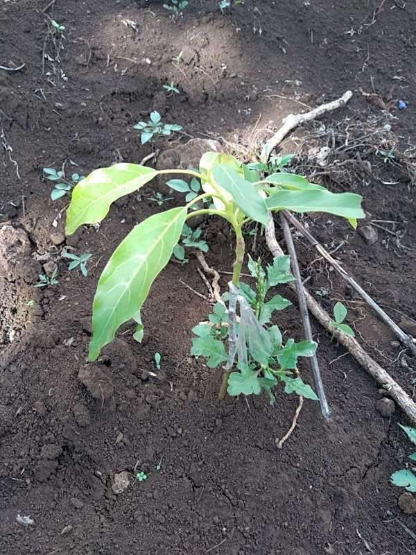 tree image