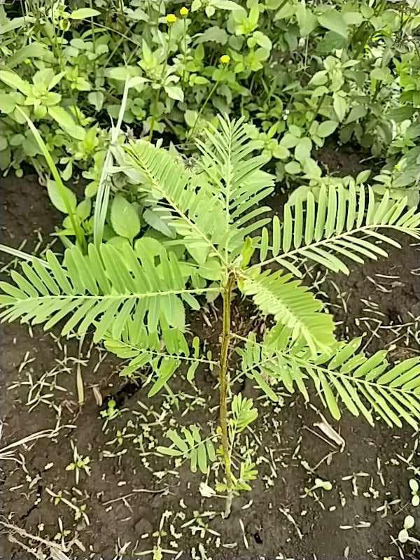 tree image