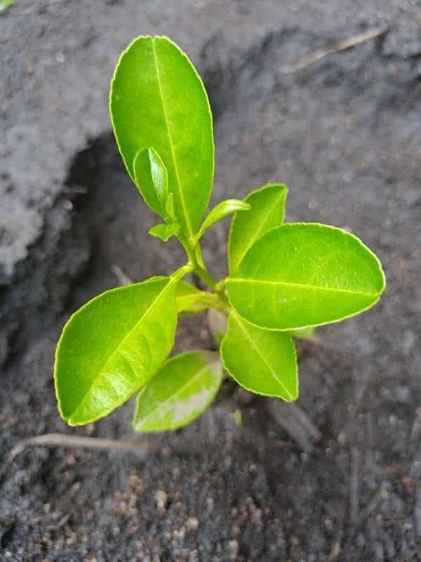 tree image