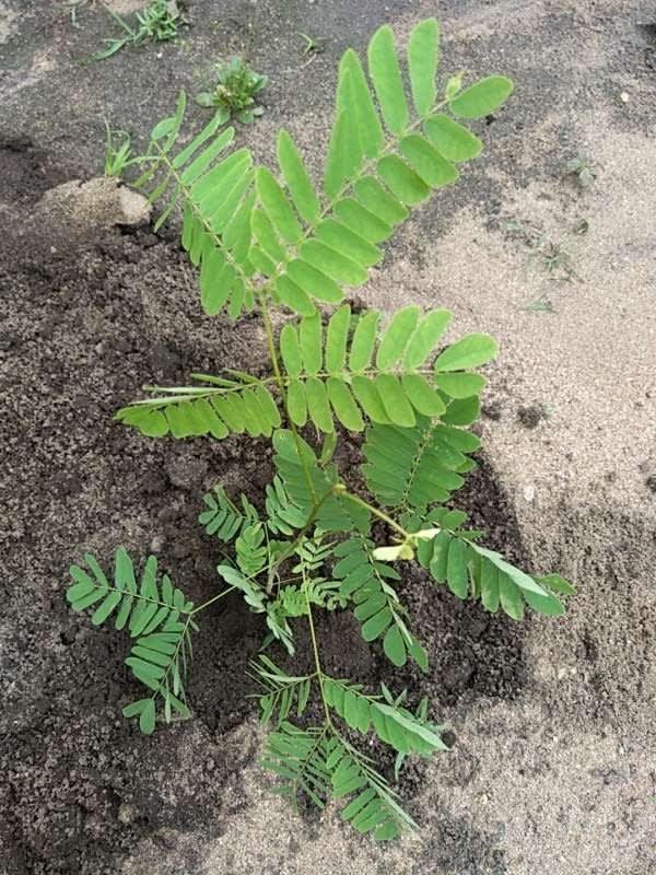 tree image
