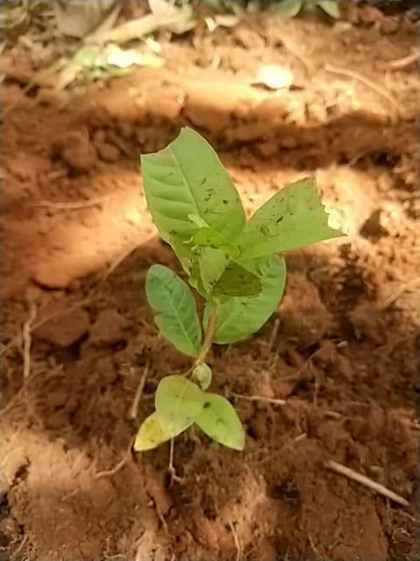 tree image
