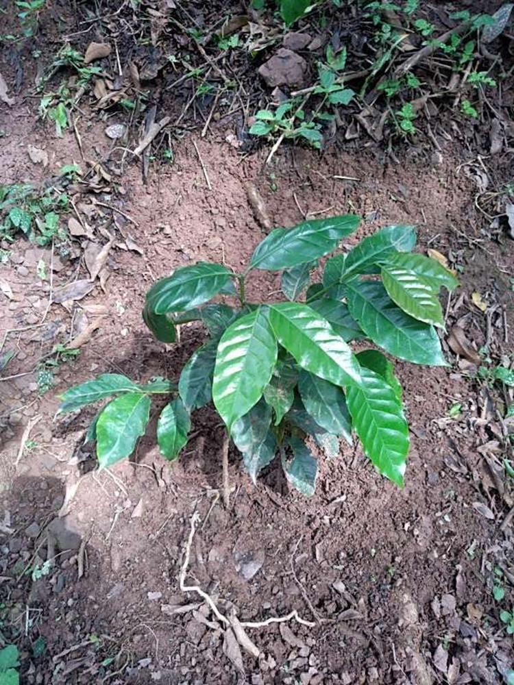 tree image