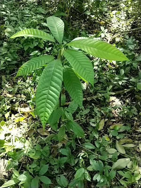 tree image