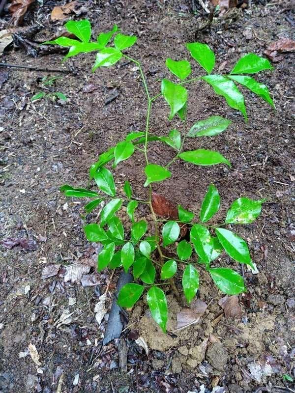 tree image