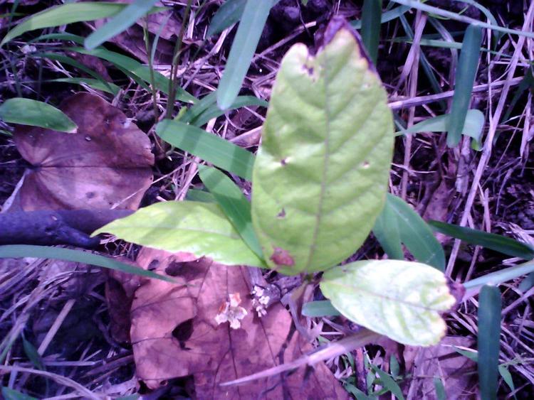 tree image