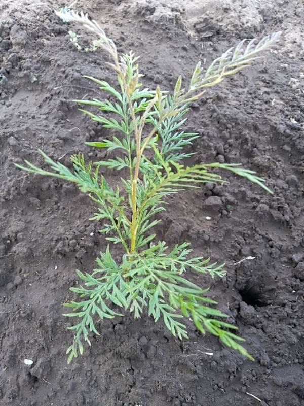 tree image