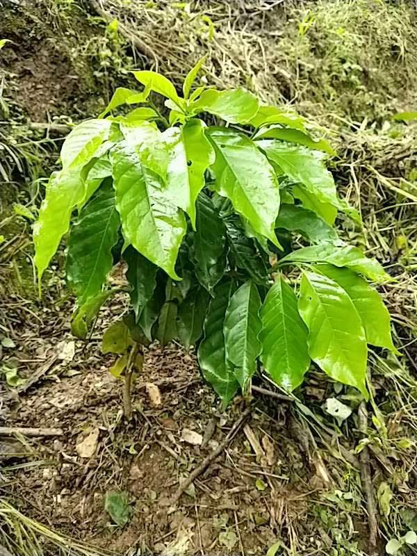 tree image