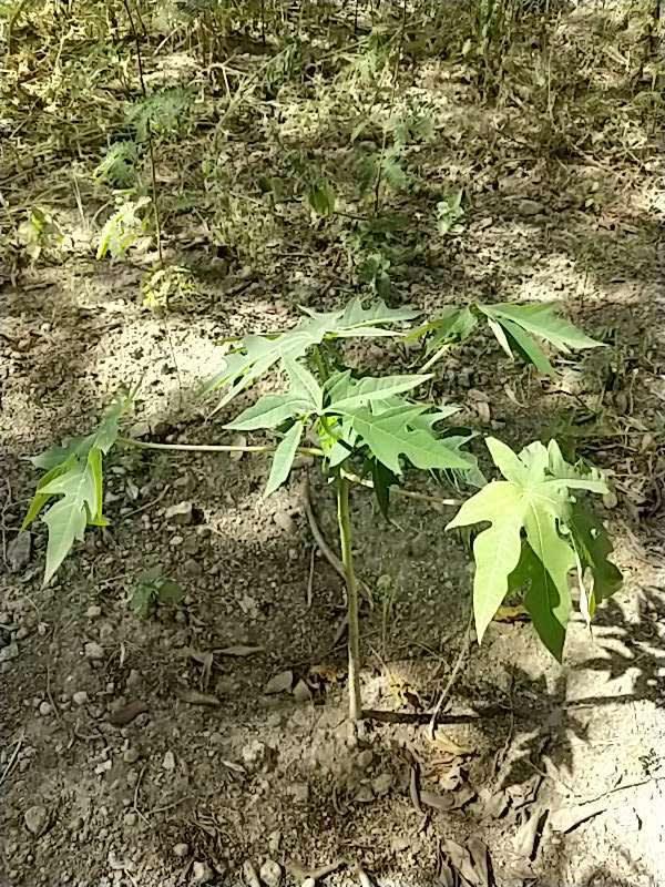 tree image