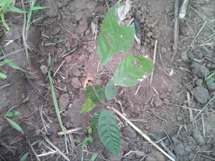tree image