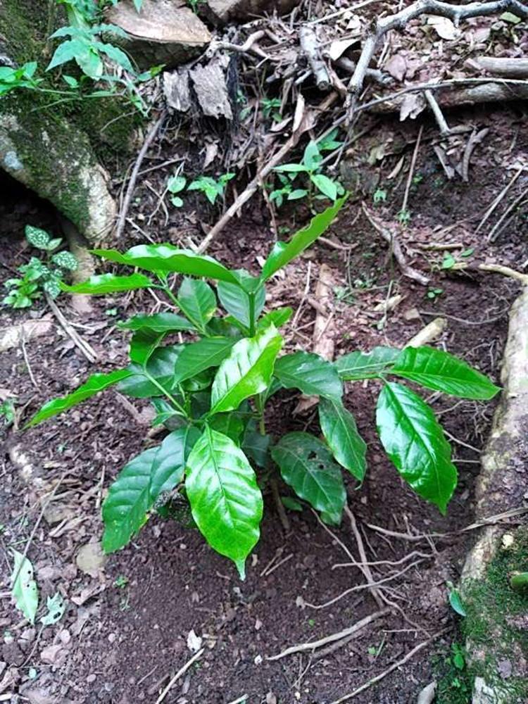 tree image