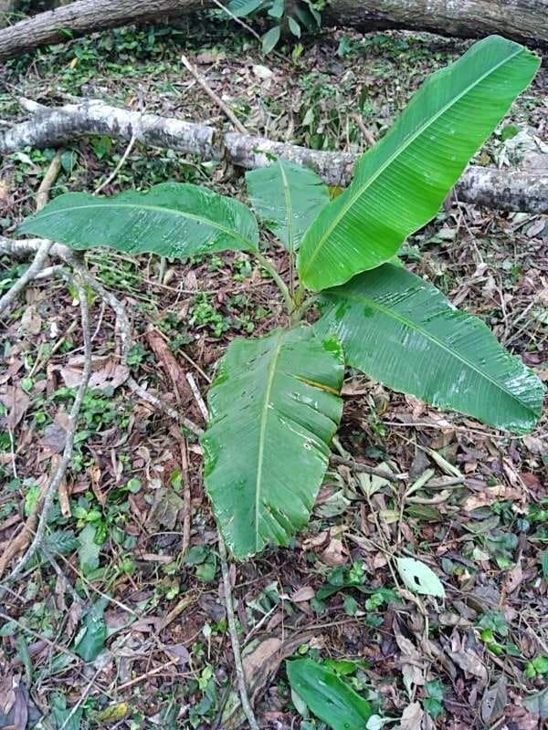 tree image