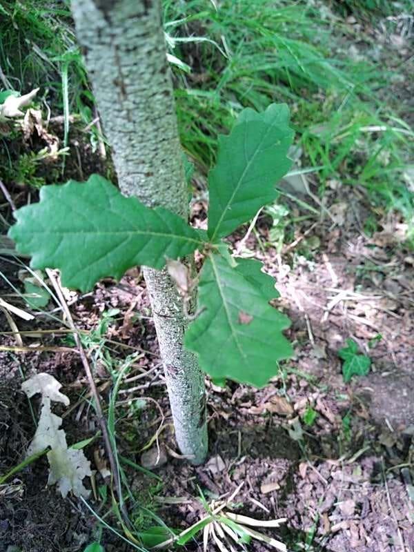 tree image