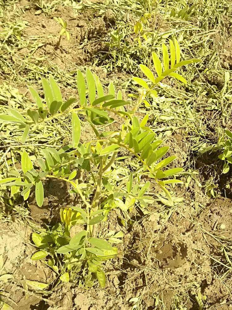 tree image