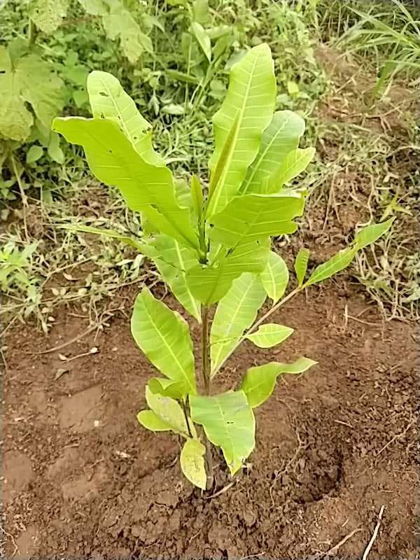 tree image